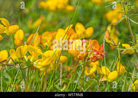 Bird's-piede (trifoglio Lotus corniculatus) in una Londra riserva naturale. Foto Stock