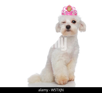 Raffreddare la principessa bichon seduto su sfondo bianco e baluginare indossando un rosa crwon per Halloween Foto Stock