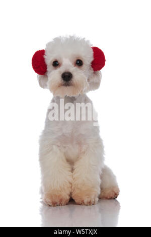 Adorabili seduto bichon bianco rosso da indossare cuffie alla ricerca incentrata su sfondo bianco Foto Stock