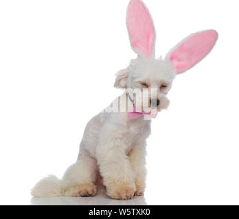 Assonnato elegante bichon con il coniglietto di pasqua le orecchie e rosa bowtie seduto su sfondo bianco cercando di non cadere Foto Stock