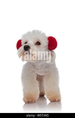 Carino bichon indossando lanuginoso rosso cuffie guarda al lato mentre in piedi su sfondo bianco Foto Stock