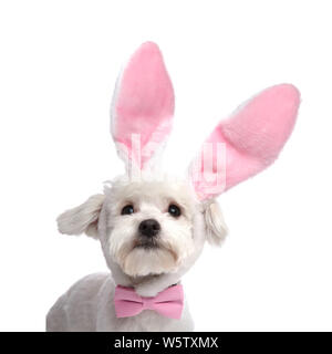 Close up adorabili bichon con rosa coniglietto di pasqua le orecchie e rosa bowtie cercando orgogliosamente Foto Stock