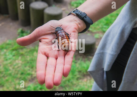 Animali domestici insolito concetto. America centrale grotta gigante scarafaggio, Blaberus giganteus sulla donna di mano. Uno dei più grandi scarafaggi nel mondo. 1 inse Foto Stock