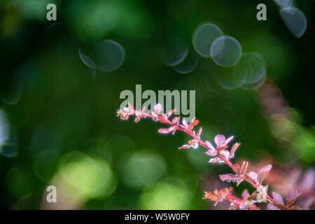 Thorn impianto brunch il bokeh bolla macro sfondo Foto Stock