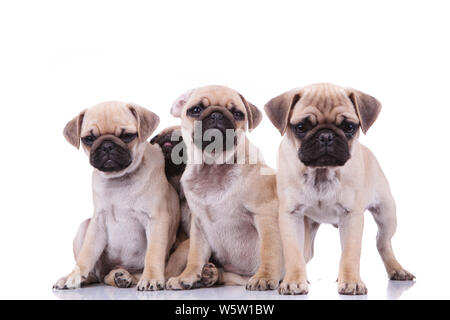 Tre pugs triste e un adorabile uno nascondersi dietro di loro su sfondo bianco Foto Stock