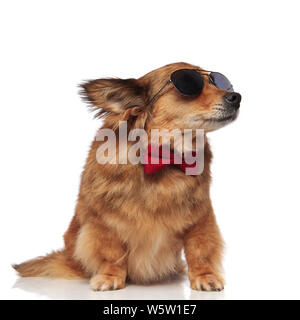 Curioso di classe cane marrone con red bowtie e occhiali da sole guarda al lato mentre seduto su sfondo bianco Foto Stock