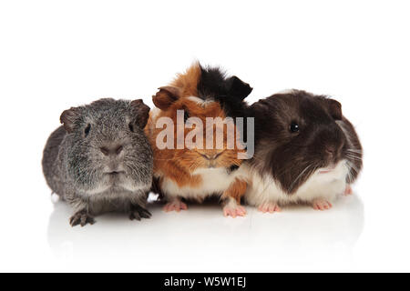 Gruppo di cavie con pelo in diversi colori seduto su sfondo bianco Foto Stock