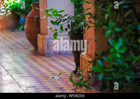 Timido gatto nero, che ama nascondersi. Foto Stock