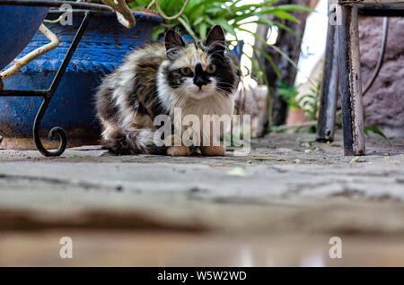 Il Cymric è un raro gatto, è una variante del Manx razza, il famoso tailless cat nativa per l'Isola di Man, nel cuore del Mare d'Irlanda. Foto Stock