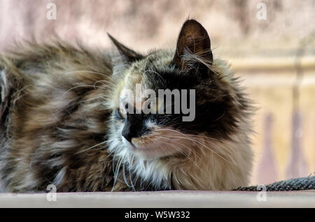 Il Cymric è un raro gatto, è una variante del Manx razza, il famoso tailless cat nativa per l'Isola di Man, nel cuore del Mare d'Irlanda. Foto Stock