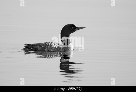 Loon comune (Gavia immer) in bianco e nero nuota al mattino sul Lago Bianco, Ontario, Canada Foto Stock