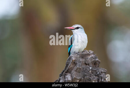 Woodland kingfisher (Halcyon senegalensis) Foto Stock