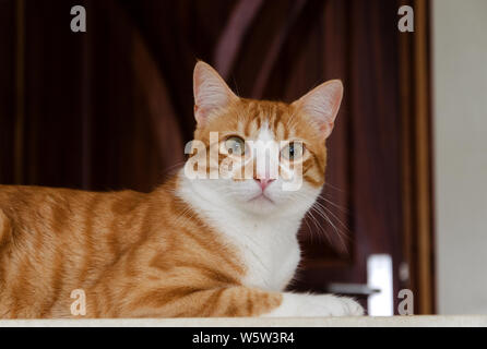 Heero, un dolce e affettuosa cat, pone una foto ritratto Foto Stock