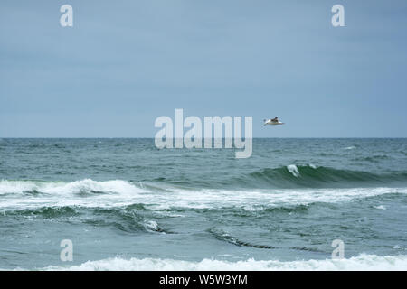 Un gabbiano è in cerca di cibo al di sopra del surf sulla costa del Mar Baltico, Chlopy, Polonia. Foto Stock