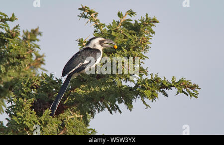 Femmina di Von der Decken's Hornbill (Tockus deckeni) Foto Stock