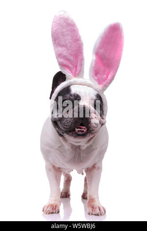 Adorabile coniglietto di pasqua bulldog francese in piedi su sfondo bianco Foto Stock