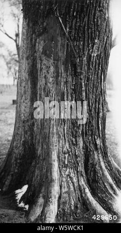 Fotografia di Red Olmi esplorato da cavalli a Marshall, Illinois, campo di applicazione e il contenuto: didascalia originale: Rosso olmi esplorato da cavalli. Diversi alberi completamente cinto. Per la maggior parte degli alberi olmo rosso, ma alcuni white elm e anche hackberry cinto. Marshall, IL. Foto Stock