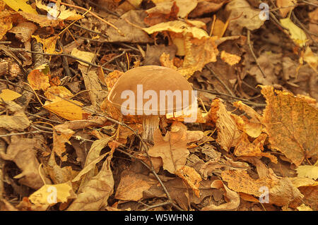 Cep, boletus iin foglie di giallo, stagione autunnale. piccolo fungo fresco su MOSS, cresce nella foresta di autunno. Raccolta dei funghi il concetto di spazio di copia Foto Stock