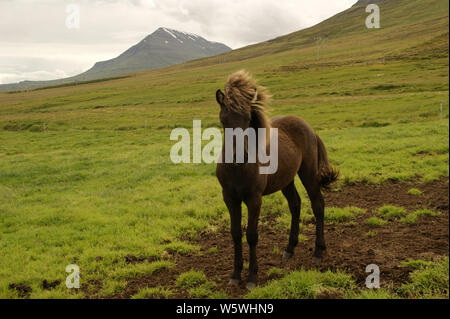 Un suggestivo paesaggio naturale di un bel cavallo islandese in campo nel nord dell'Islanda. Foto Stock