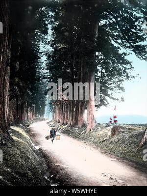 [ 1890 Giappone - Nikko Road ] - La strada in direzione di Nikko. I Cedri sono stati donati da Matsudaira Masatsuna al trentesimo anniversario della morte di Shogun Tokugawa Ieyasu. Xix secolo vintage vetrino di vetro. Foto Stock