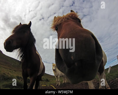 Divertente ritratto in primo piano di un cavallo islandese nel nord dell'Islanda. Foto Stock