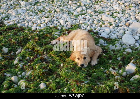 Un felice cucciolo bagnato in appoggio sul luminoso verde Alghe dalla spiaggia Foto Stock