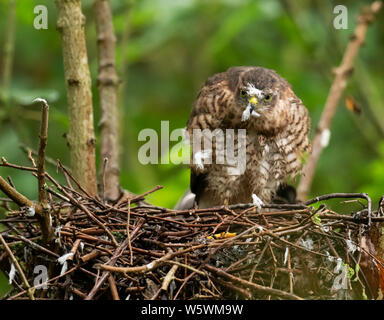 Un Sparviero (Accipiter nisus) rimozione di alcune delle sue restanti soffici piume lanuginosa sul nido, Lincolnshire Foto Stock