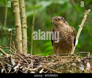 Un maschio di Sparviero (Accipiter nisus) sul nido, Lincolnshire Foto Stock