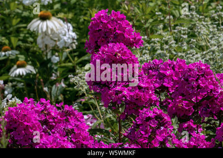 Bella viola phlox in piena fioritura con phloxes bianco in background in un giardino estivo Foto Stock