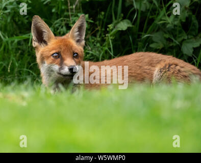 Un rosso selvatico volpe (Vulpes vulpes) si rilassa in prima serata, Warwickshire Foto Stock