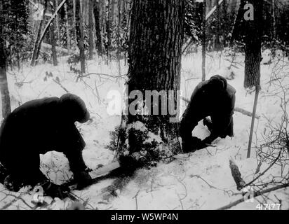 Fotografia della indennità di taglio per il taglio di un albero; la portata e il contenuto: didascalia originale: la rottura a taglio di abbattere un albero dovrebbe essere leggermente al di sopra della tacca e ben entro il limite per il moncone altezze. Nota cuneo in legno per facilitare la segatura dopo il taglio. Foto Stock