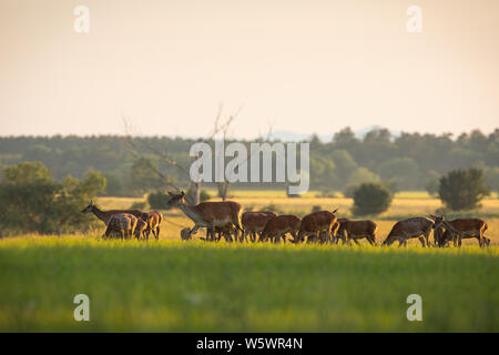 Numerose mandria di cervi rossi, Cervus elaphus, cerve e vitelli di pascolare su un fresco verde erba in primavera al tramonto. Gruppo di molti animali in natura. La pace Foto Stock