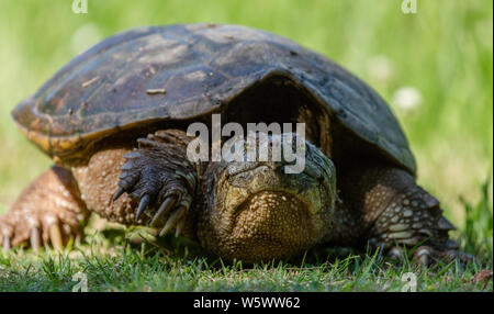 Snapping comune Turtle in erba verde presso Mason agriturismo a Chapel Hill, North Carolina Foto Stock