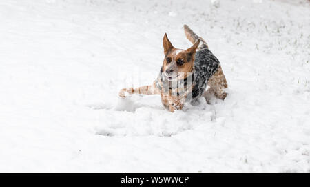 Un Miniature pinscher gioca nella neve Foto Stock