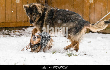 Un Miniature pinscher gioca con un pastore tedesco nella caduta di neve Foto Stock