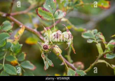 Briar rosa (Rosa canina), Hundsrose Foto Stock