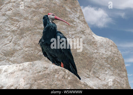 Southern calvo Ibis, Geronticus calvus, in piedi sulla roccia, esaminando la distanza Foto Stock