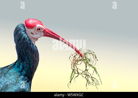 Southern calvo Ibis, Geronticus calvus, ritratto di profilo con erba cibo nel suo becco Foto Stock