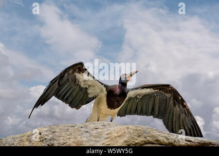 La Abdim stork (Ciconia abdimii), noto anche come bianco-cicogna panciuto Foto Stock