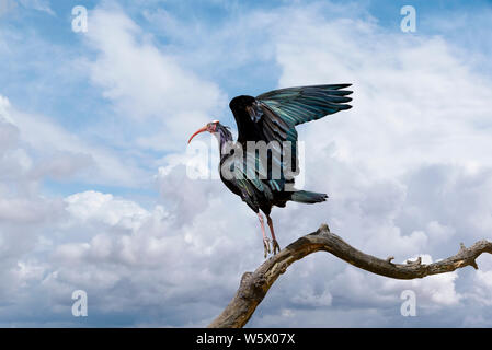 Southern calvo Ibis, Geronticus calvus, in piedi su un ramo, guardando in lontananza e il cielo Foto Stock