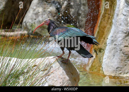 Southern calvo Ibis, Geronticus calvus, in piedi sulla roccia a bordo d'acqua Foto Stock