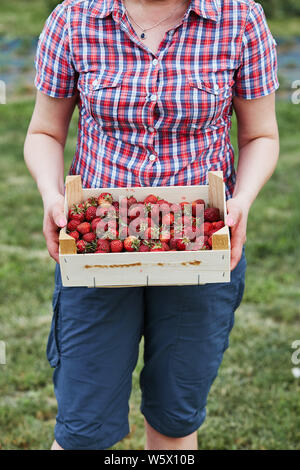 Donna che mantiene il contenitore riempito con fragole fresche raccolte in casa giardino di frutta. Candide persone, veri momenti e situazioni reali Foto Stock