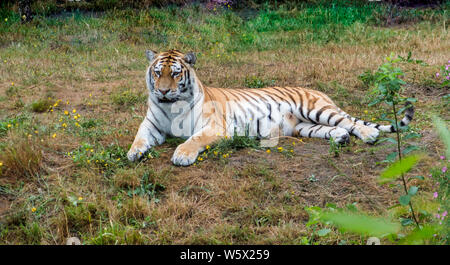 Una tigre siberiana posa sull'erba in un giardino zoologico Foto Stock