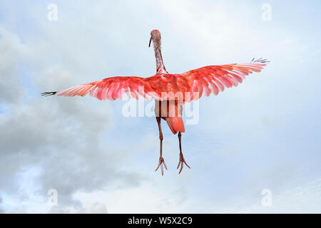 Scarlet Ibis, Eudocimus ruber, uccello rosso volare con ali stese, vista posteriore Foto Stock