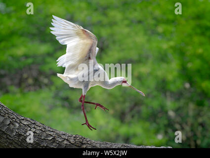 White platalea alba, platalea alba, in volo come si atterra su un ramo di albero verde con sfondo bokeh di fondo Foto Stock