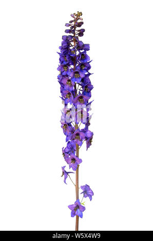 Delphinium blu fiore isolato su uno sfondo bianco Foto Stock