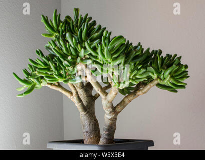Crassula ovata gollum. Piante succulente in un stile bonsai Foto Stock