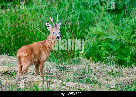 Il Roe Deer buck. Foto Stock