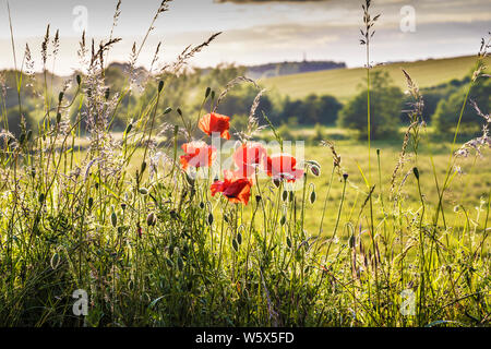 Backlit papavero (Papaver rhoeas) lungo il bordo di un campo nella campagna di Cotswold al calar della sera. Foto Stock