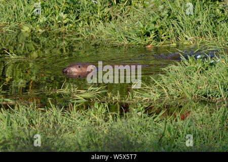Eurasian castoro (Castor fiber) nuoto femminile al crepuscolo, Lontra di fiume bacini, UK, Giugno. Foto Stock